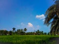 the sky that looks so bright in the rice fields Royalty Free Stock Photo