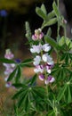 Sky Lupine Garden Flowers