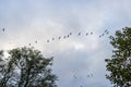 In the sky many wild geese fly in formation Royalty Free Stock Photo