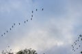 In the sky many wild geese fly in formation Royalty Free Stock Photo