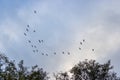 In the sky many wild geese fly in formation Royalty Free Stock Photo