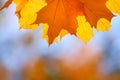 Sky maple leaf background - autumn banner
