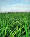 Sky mountain ricefield indonesia natural