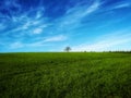 # sky #nature # tree# grass #green