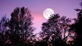 Sky, nature and trees with moon over forest for halloween, horror and fantasy landscape. Silhouette, shadow and scary