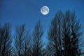 Sky, night and trees with moon over forest for halloween, horror and fantasy landscape. Silhouette, shadow and scary