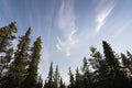 Nordland conifers with blue skies Royalty Free Stock Photo