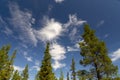 Spruces and pines in Swedish Lapland Royalty Free Stock Photo