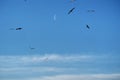 Moon clouds and birds observing on blue ksy Royalty Free Stock Photo