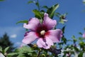 Sky and one pink crimsoneyed flower of Hibiscus syriacus Royalty Free Stock Photo