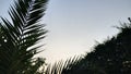 sky with palm branches and leaves. sunset background photo. Royalty Free Stock Photo