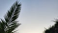 sky with palm branches and leaves. sunset background photo. Royalty Free Stock Photo