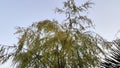 sky with palm branches and leaves. sunset background photo. Royalty Free Stock Photo