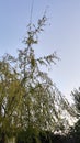 sky with palm branches and leaves. sunset background photo. Royalty Free Stock Photo