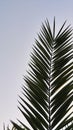 sky with palm branches and leaves. sunset background photo. Royalty Free Stock Photo