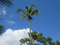 Sky palm Royalty Free Stock Photo