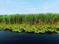 Sky, reeds, water lilies and clear water ponds Royalty Free Stock Photo