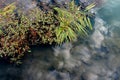 Sky reflecting on dark water and various aquatic plants, Marne River, France Royalty Free Stock Photo