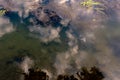 Sky reflecting on dark water and few aquatic plants, Marne River, France Royalty Free Stock Photo