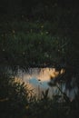 Sky reflection in a puddle in grass