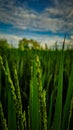 Sky rice plant blur shot