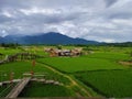 sky rice plant firmament green