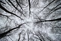 The sky in a scary autumn forest