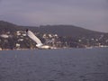 Sky and seagulls