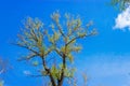 Sky and spring poplar Royalty Free Stock Photo
