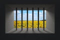 Sky and Sunflower Field Seen Through Jail Bars in Prison Window. Royalty Free Stock Photo