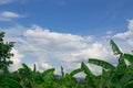 The sky is sunny With white clouds floating outstandingly and green leaf foreground