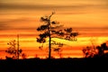 Sunset observingn over swamp in Latvia Royalty Free Stock Photo