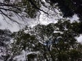 the sky is surrounded with trees