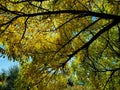 The sky thro the leaves and branches fall