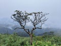 Sky tree mountain green blue plant leaf leaves alone brown