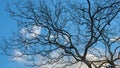 Sky and tree in the sunset