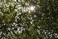 Sky through trees