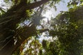 Sky through the treetop canopy