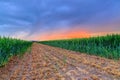 Path divides a field with barley