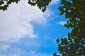 Sky Under Trees Royalty Free Stock Photo