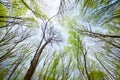 Sky view in the deciduous spring forest