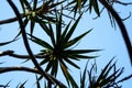 Sky view from a exotic tree roof Royalty Free Stock Photo