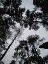 sky view forest at trawas, jawa timur Royalty Free Stock Photo