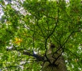 Sky view of a oak tree, green and yellow foliage during early autumn, common plant specie