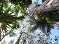 Sky View of Tropical Palms and Australian Native Trees Royalty Free Stock Photo