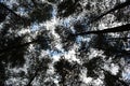 Sky view from under pine trees Royalty Free Stock Photo
