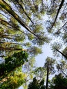 sky view under pines forest