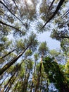 sky view under pines forest