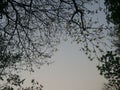 Sky view from the viewpoint of a backlit tree