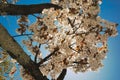 Sky view with white cherry blossoms in spring at nikko japan Royalty Free Stock Photo
